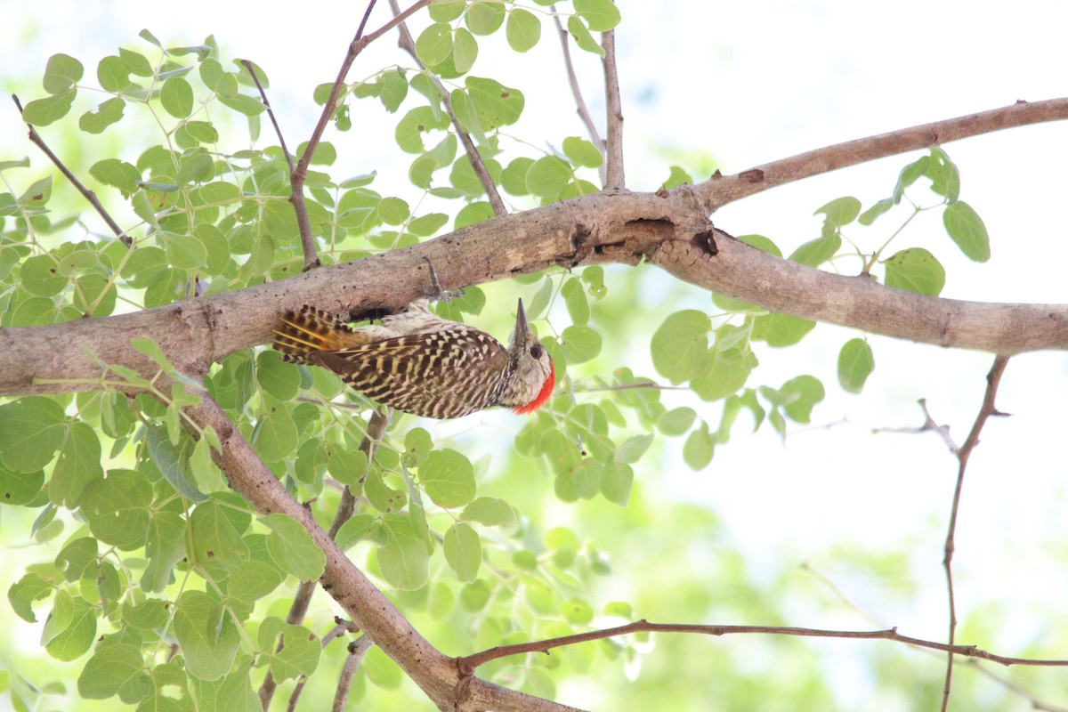 Cardinal Woodpecker - ML644636169