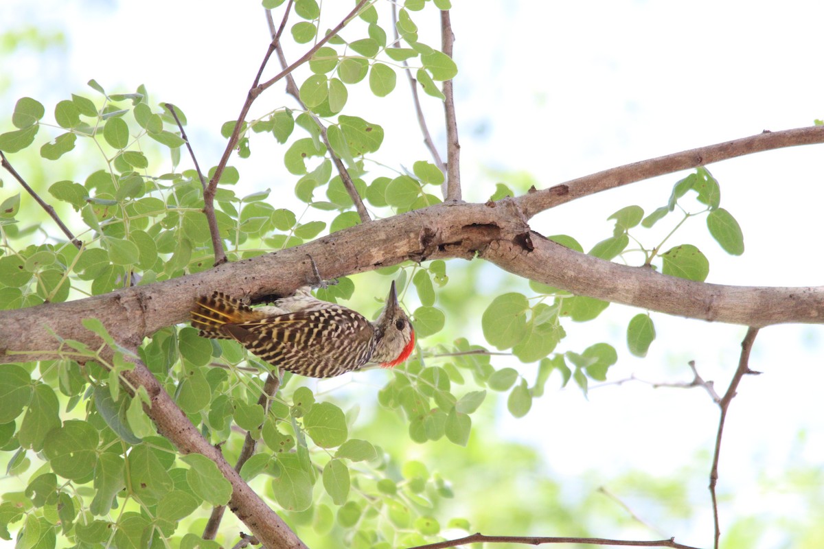 Cardinal Woodpecker - ML644636170