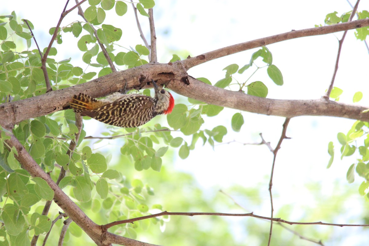 Cardinal Woodpecker - ML644636171