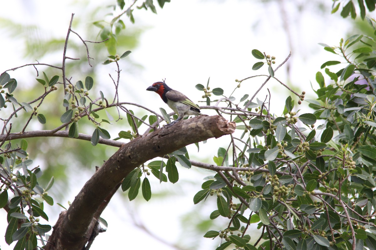 Лібія чорношия - ML644636174