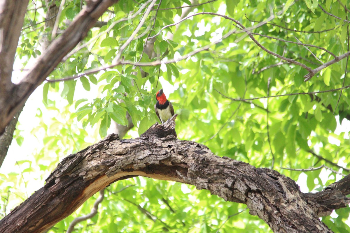 Лібія чорношия - ML644636175