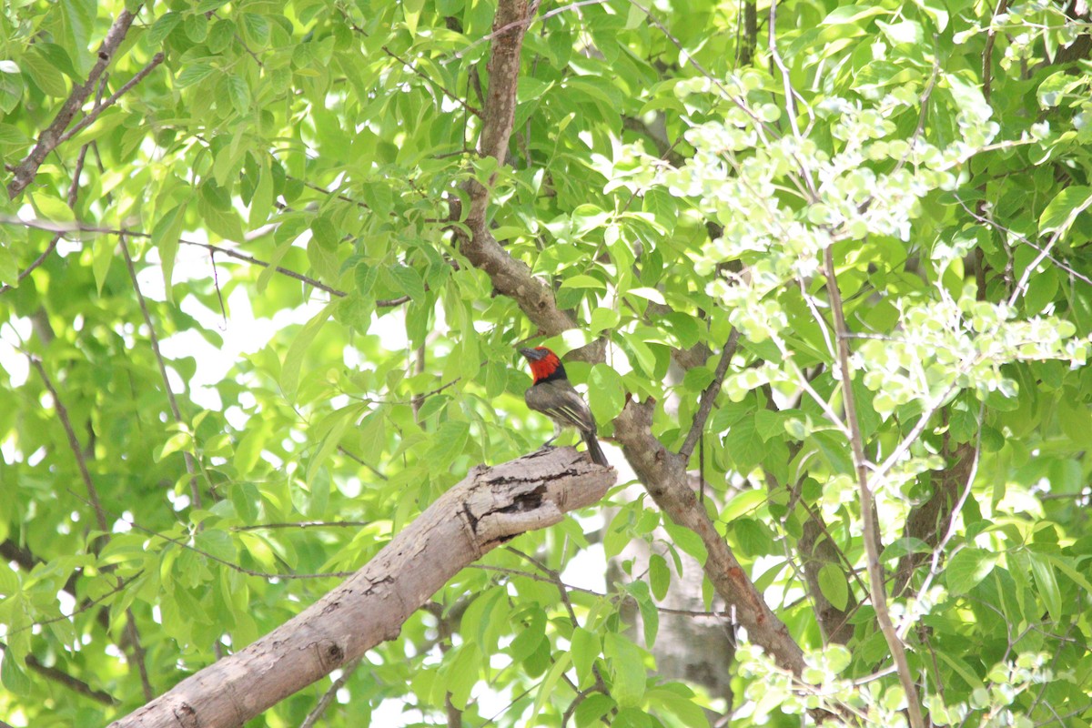 Лібія чорношия - ML644636176