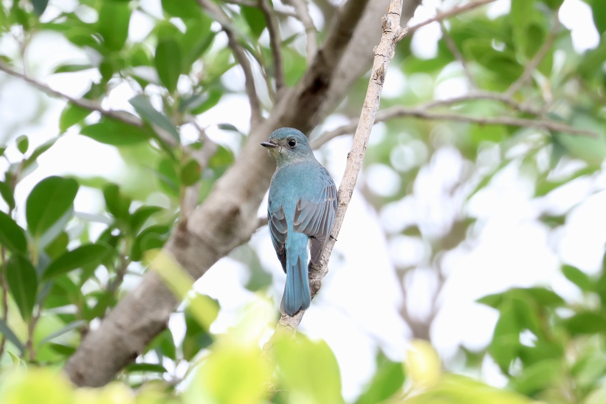Verditer Flycatcher - ML644636192