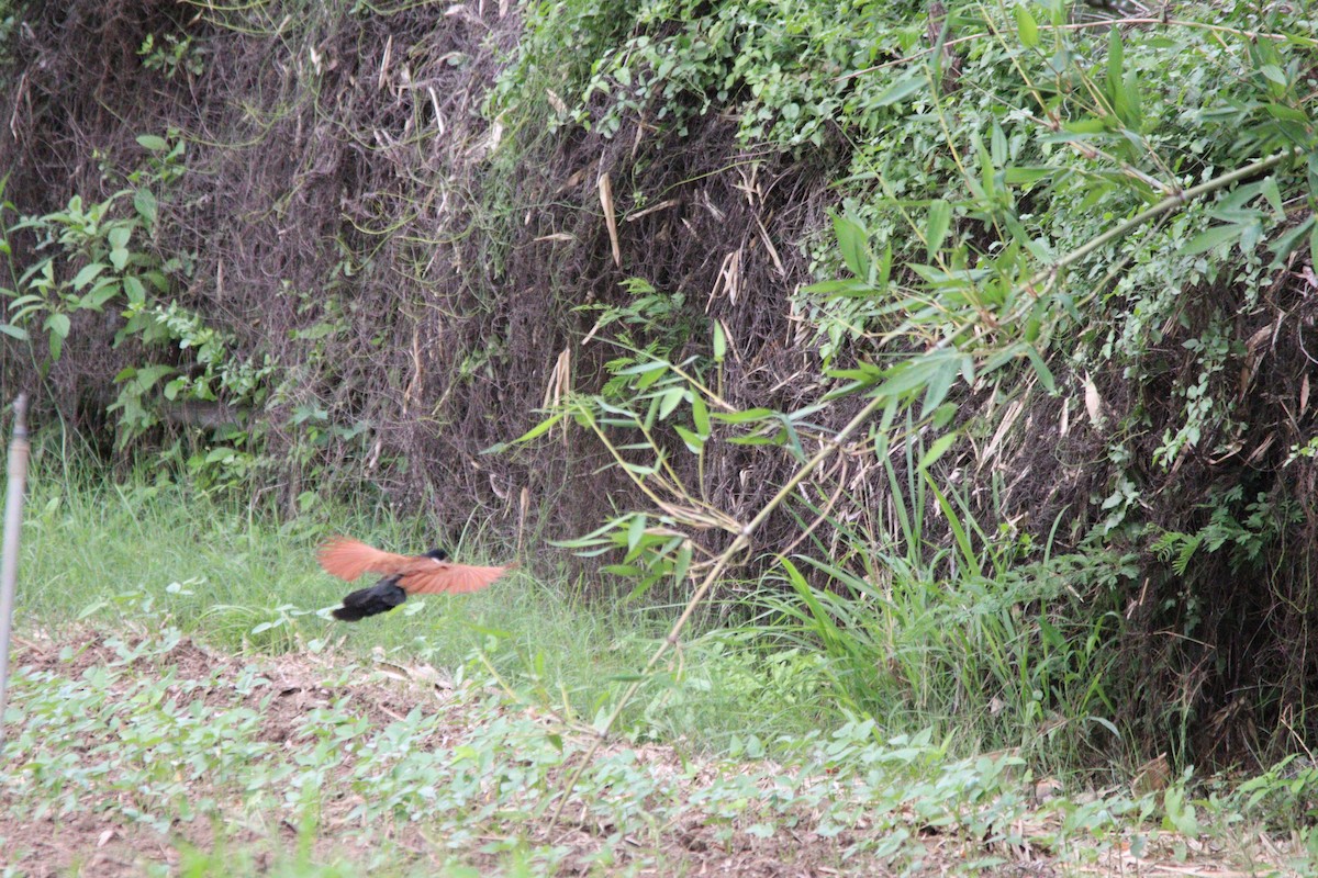 Senegal Coucal - ML644636195