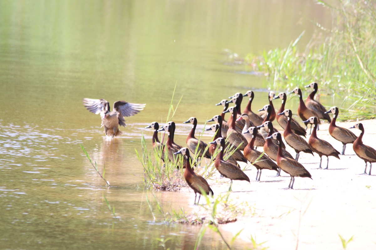 Red-billed Duck - ML644636202