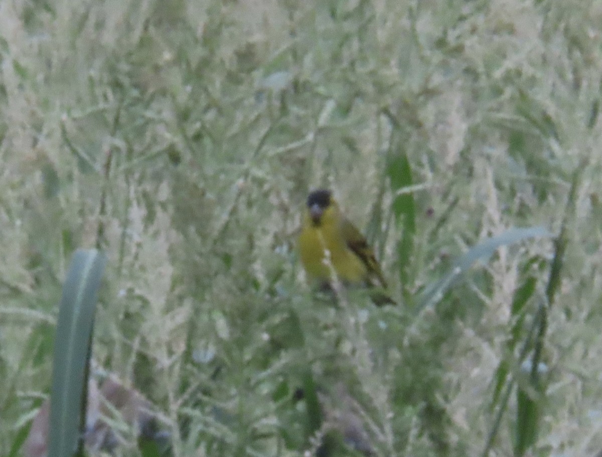 Eurasian Siskin - ML644636203