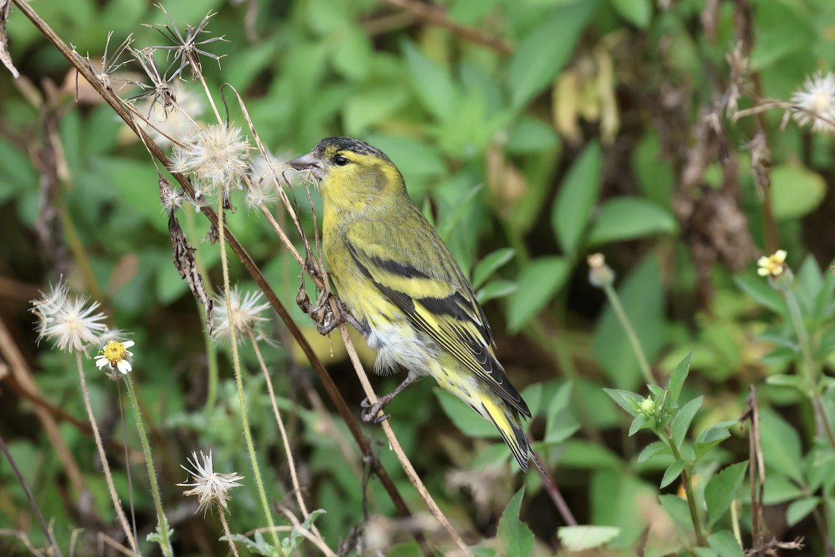 Эгэл ногоолзой - ML644636205