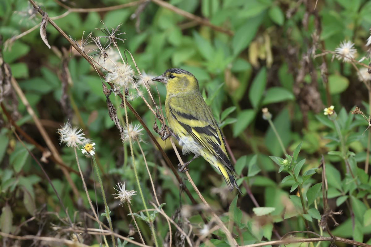 Эгэл ногоолзой - ML644636206