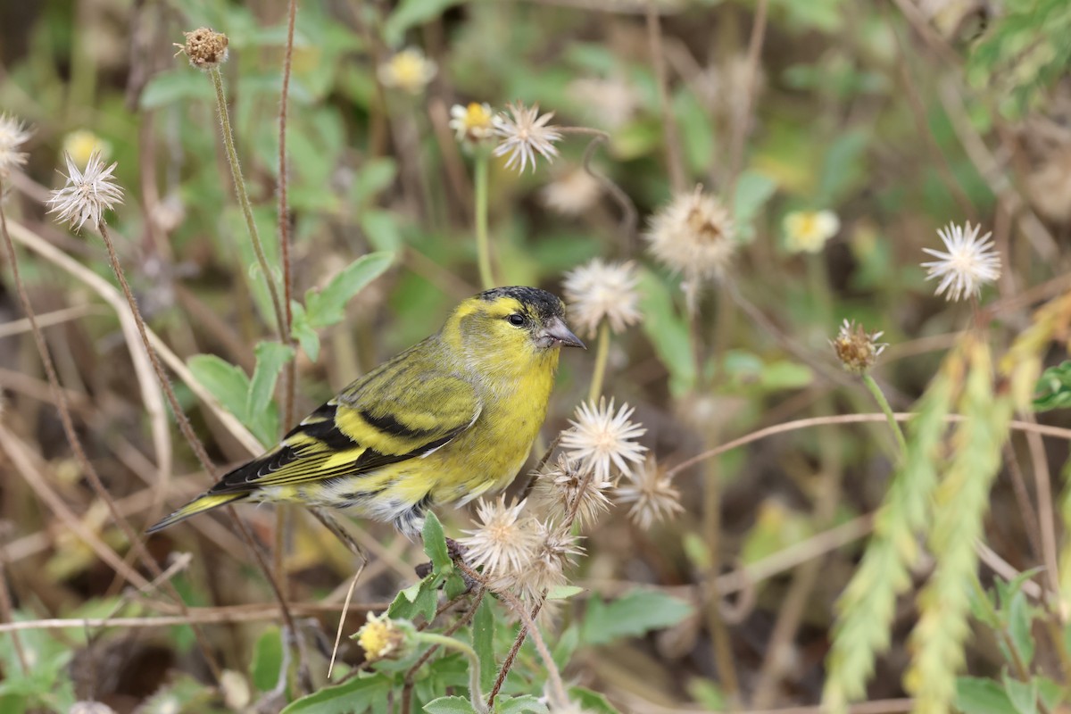 Эгэл ногоолзой - ML644636207