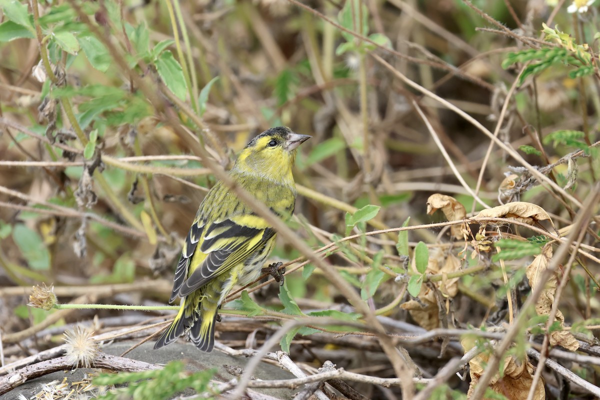 Eurasian Siskin - ML644636208