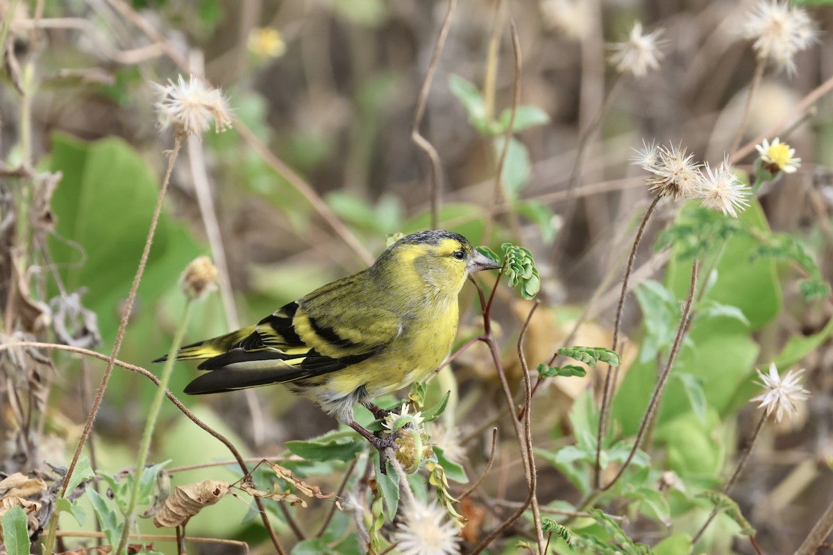 Eurasian Siskin - ML644636209