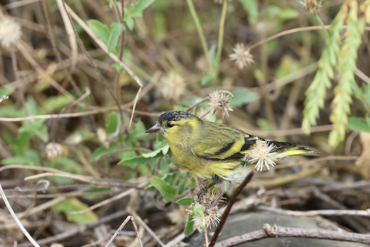 Эгэл ногоолзой - ML644636210