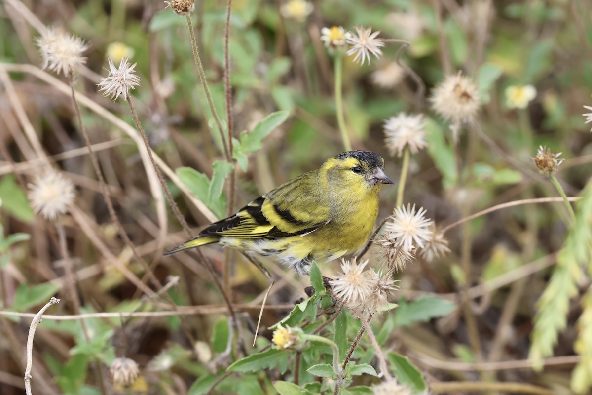 Eurasian Siskin - ML644636211