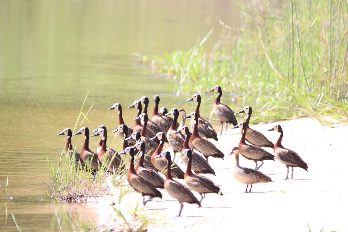 White-faced Whistling-Duck - ML644636213