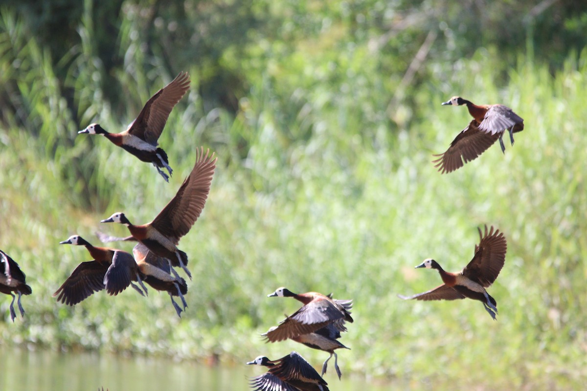 White-faced Whistling-Duck - ML644636214