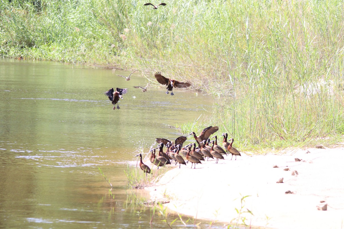 White-faced Whistling-Duck - ML644636215