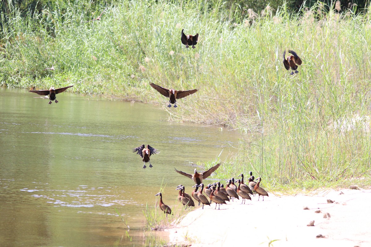 White-faced Whistling-Duck - ML644636216