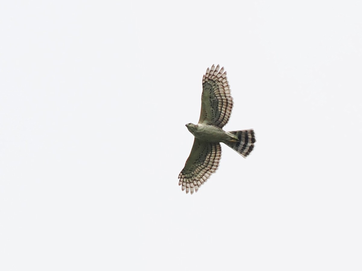 Crested Goshawk - ML644636217