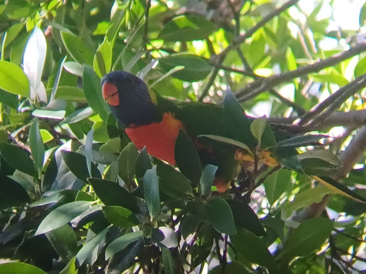 Rainbow Lorikeet - ML644636218
