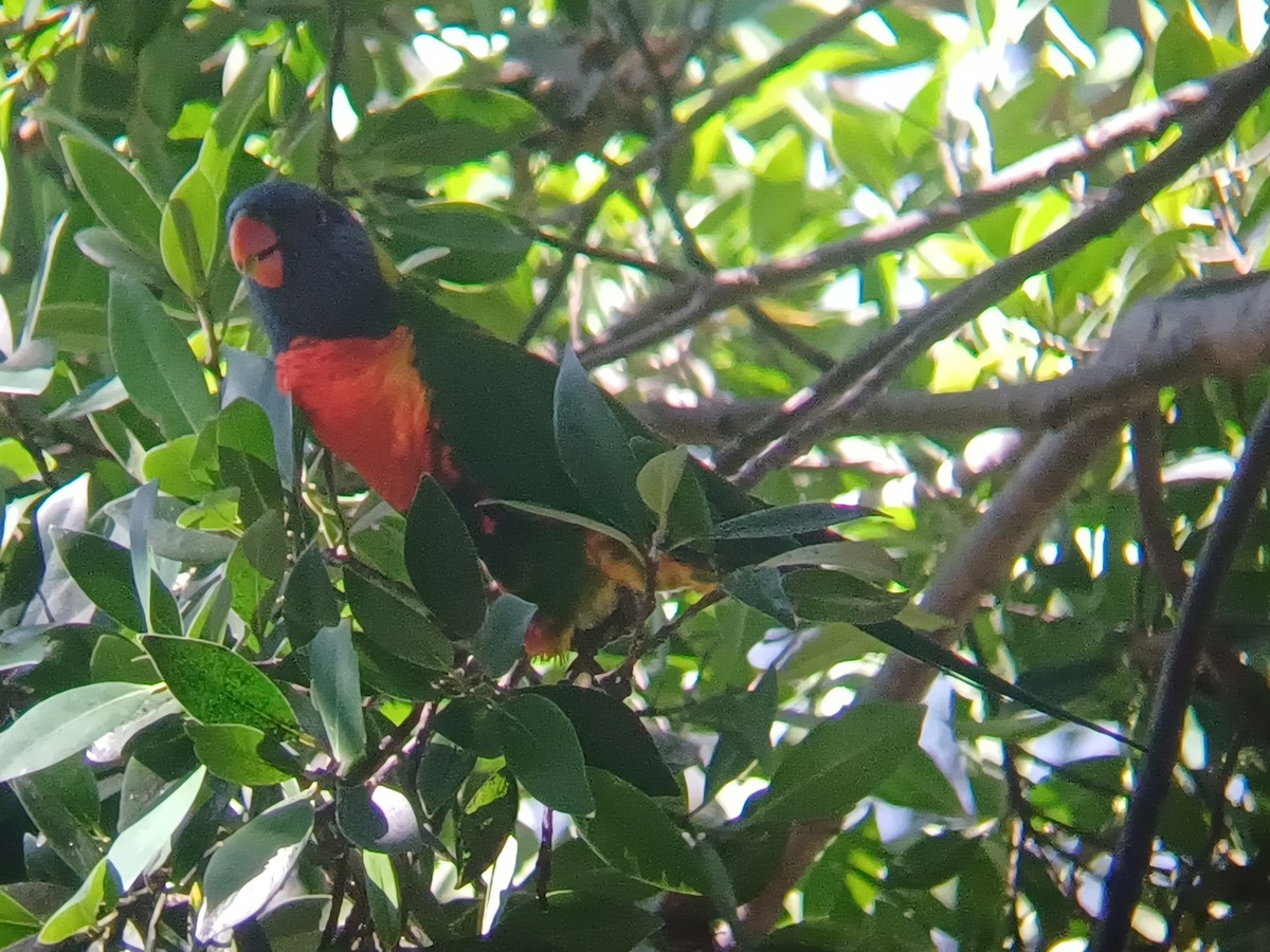 Rainbow Lorikeet - ML644636219