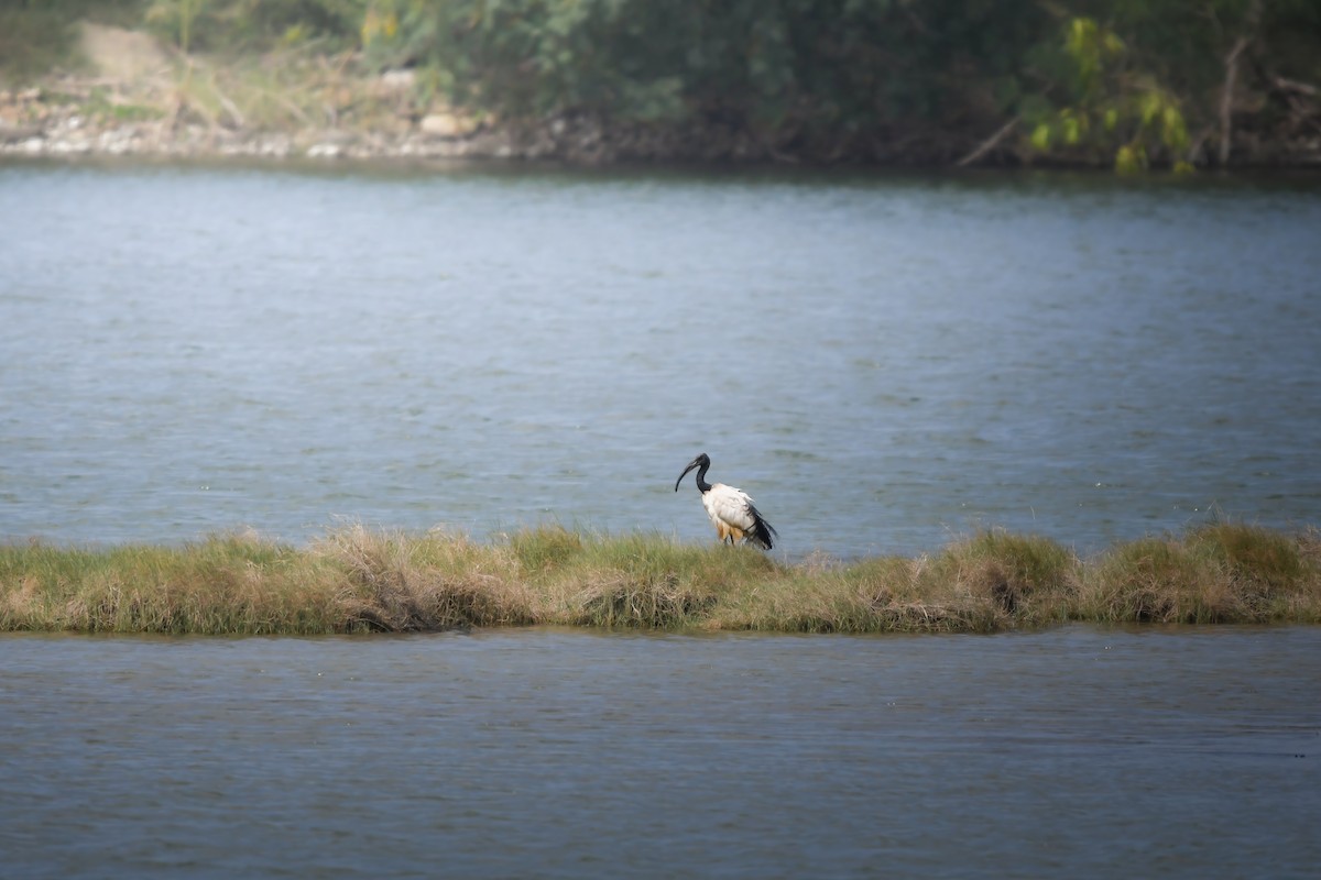African Sacred Ibis - ML644636220