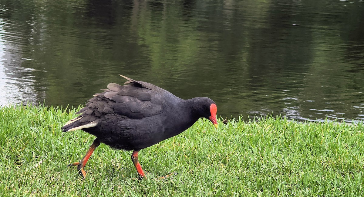 Dusky Moorhen - ML644636222