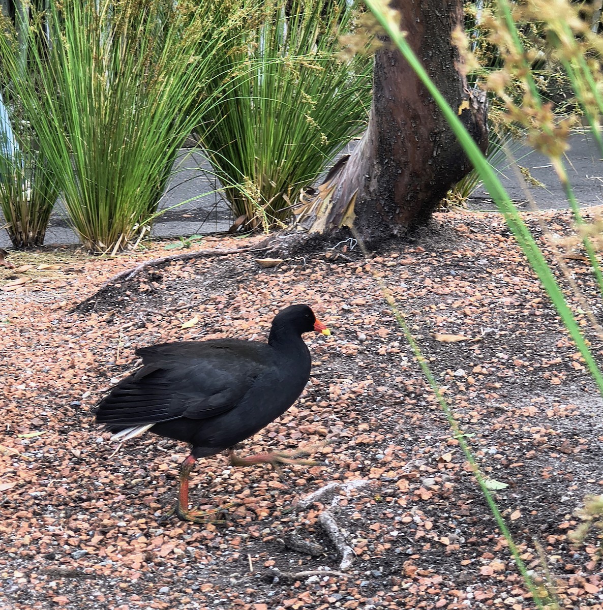 Dusky Moorhen - ML644636223