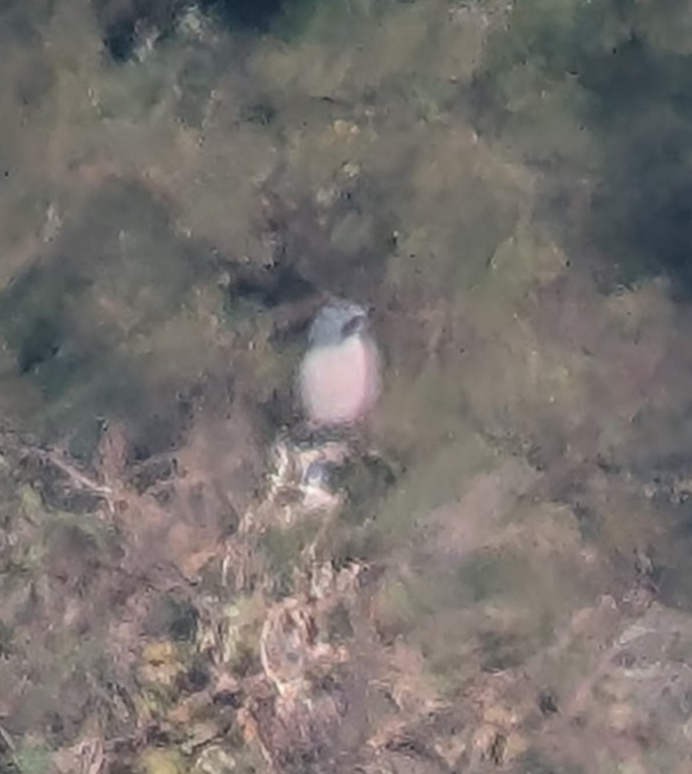 Iberian Gray Shrike - ML644636225