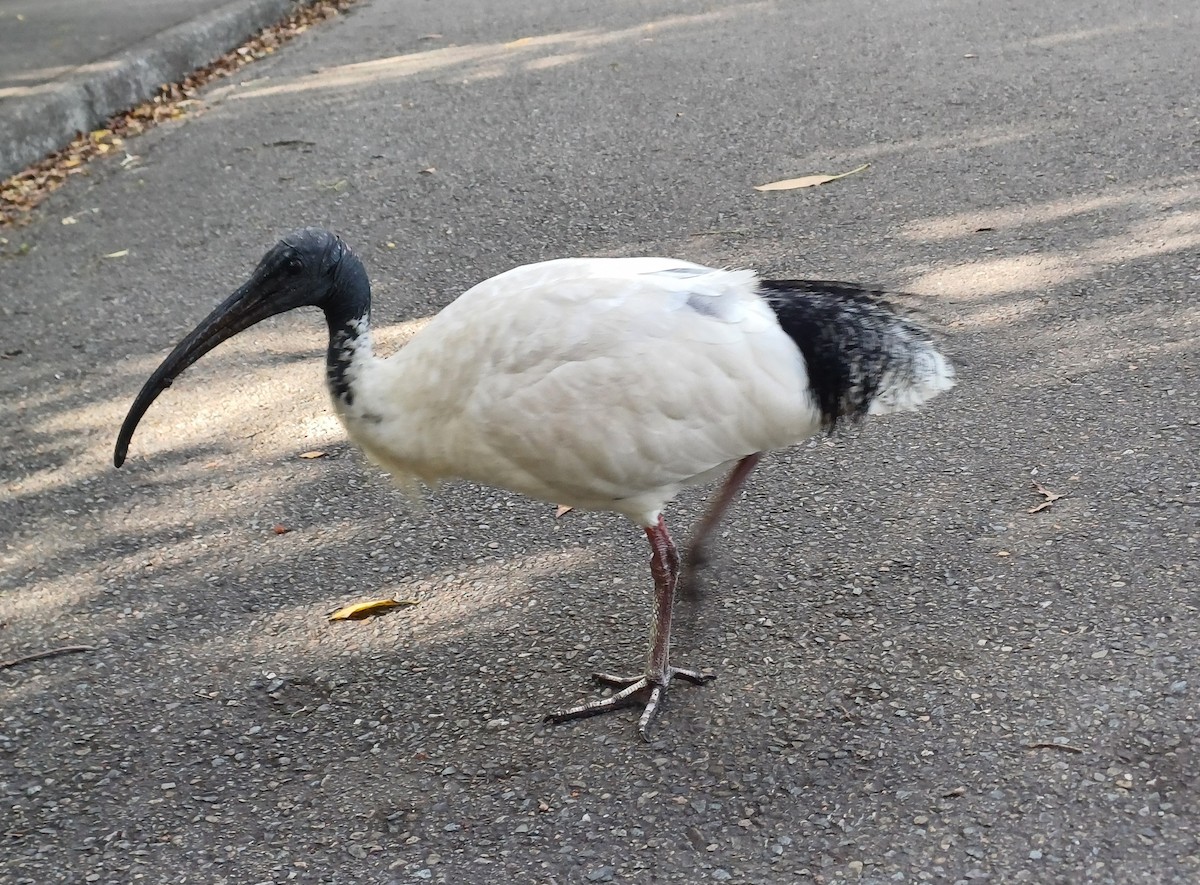 Australian Ibis - ML644636230