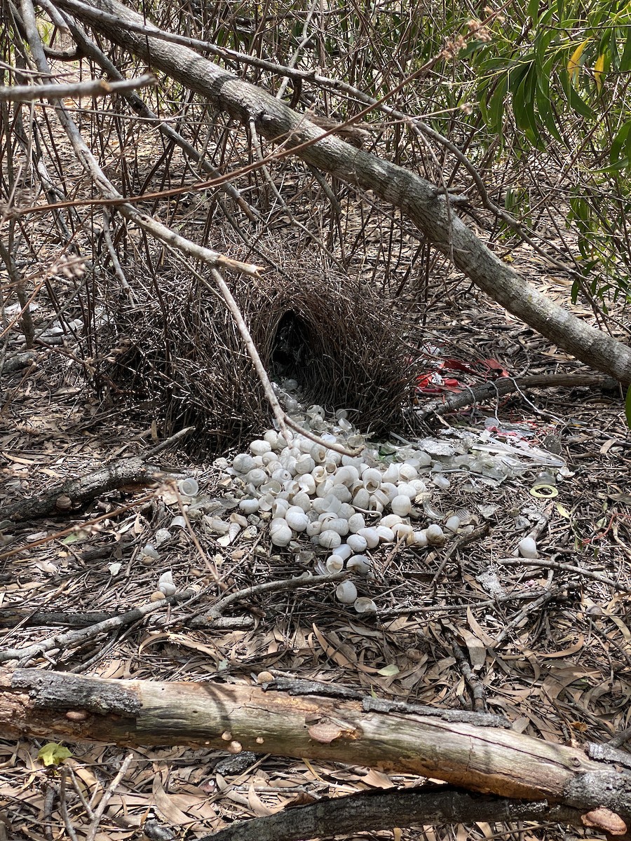 Great Bowerbird - ML644636231