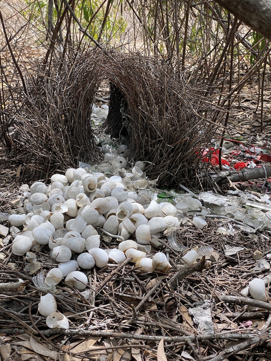 Great Bowerbird - ML644636232