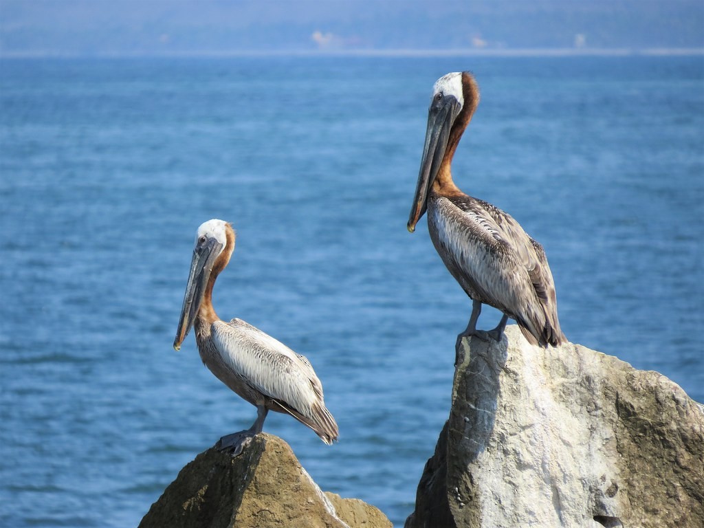 Brown Pelican - ML644636234