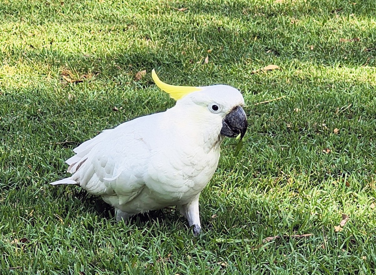 Sulphur-crested Cockatoo - ML644636235