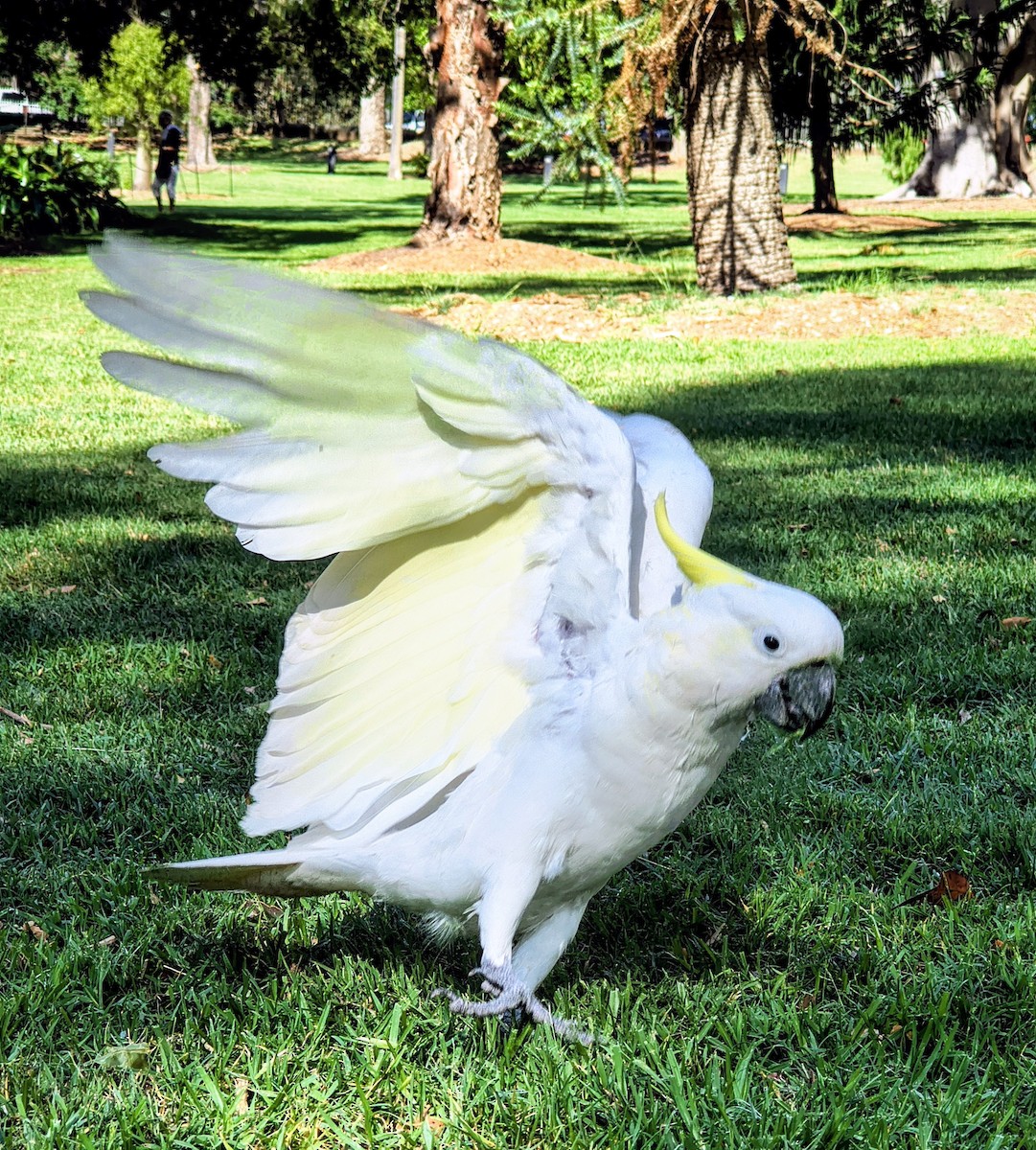 Sulphur-crested Cockatoo - ML644636236