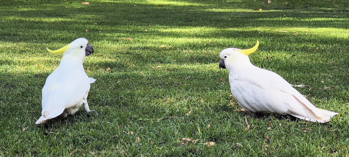 Sulphur-crested Cockatoo - ML644636237