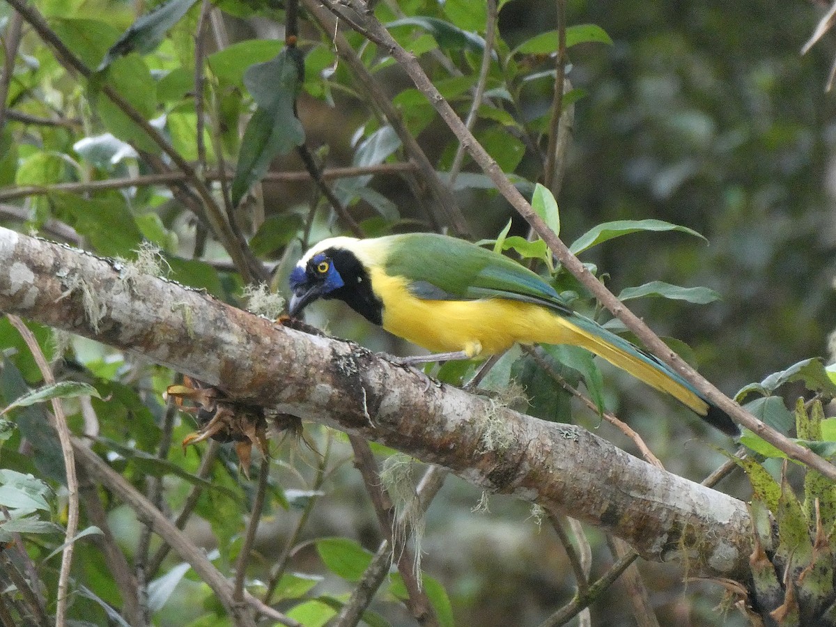 Green Jay - ML644636246