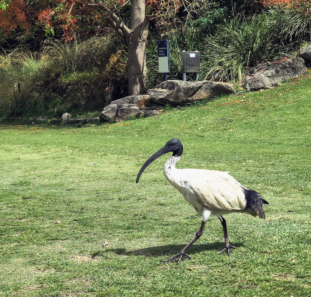 ibis australský - ML644636251