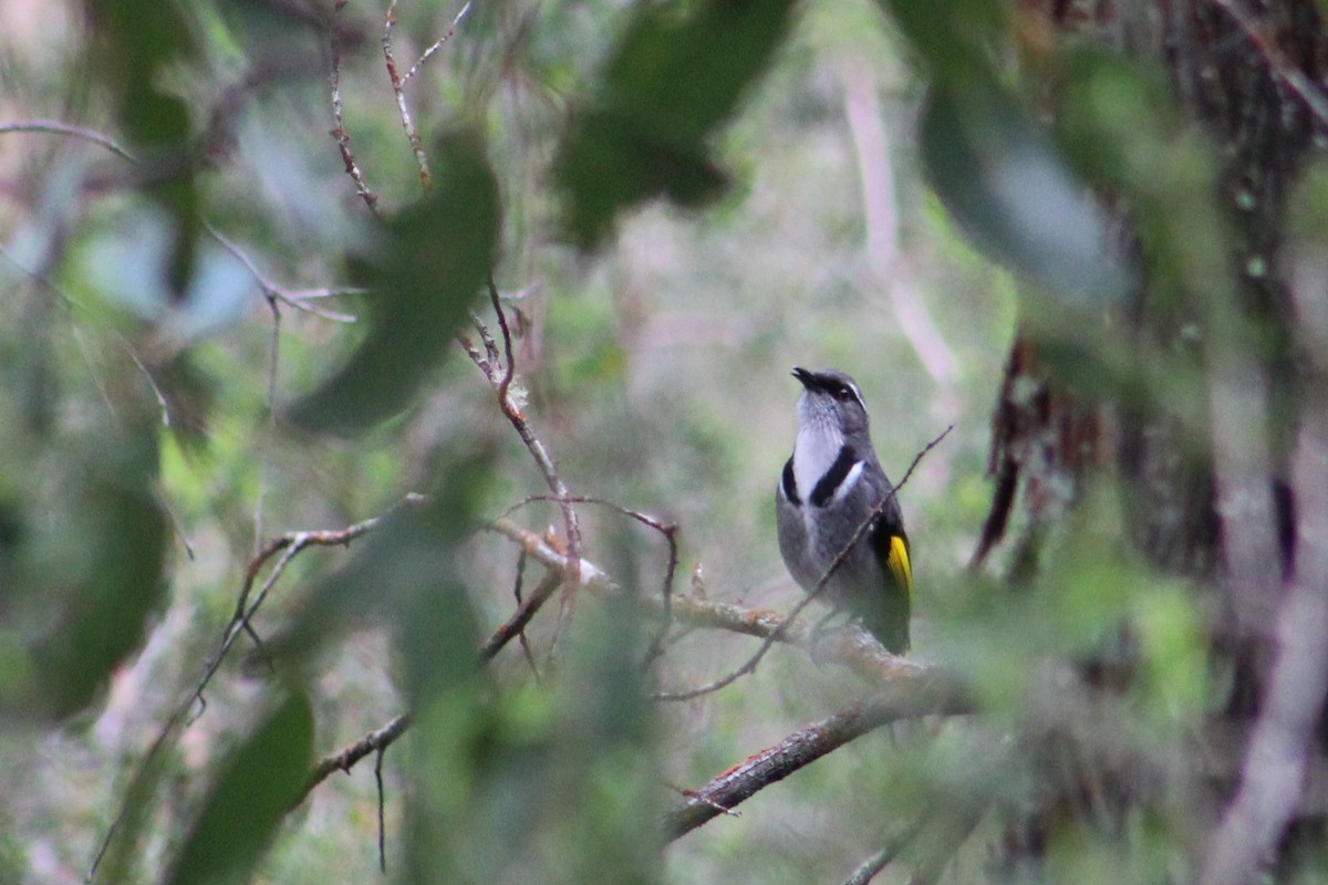 Crescent Honeyeater - ML644636254