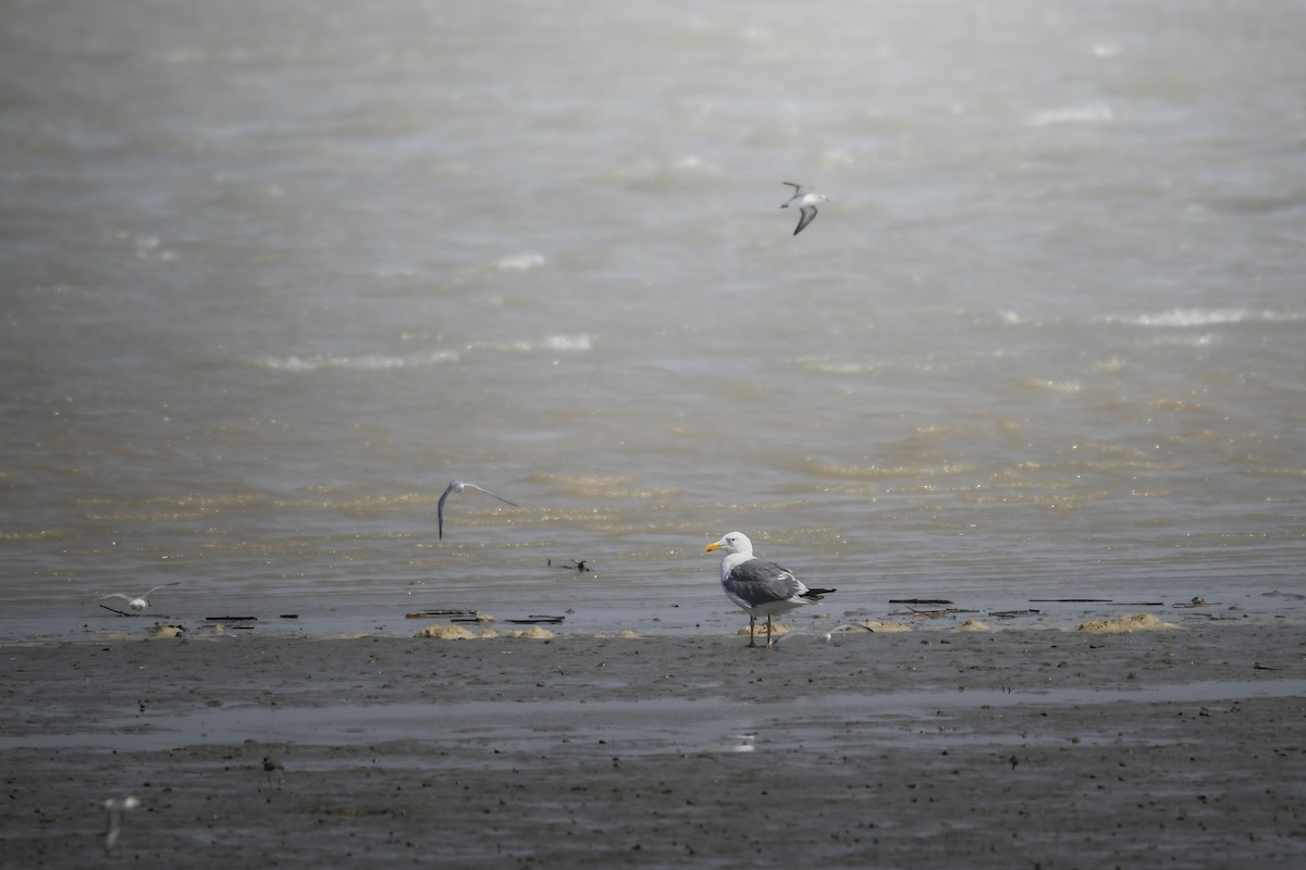 Mongolian Gull - ML644636255