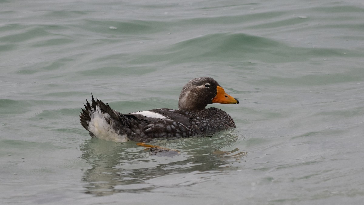Falkland Steamer-Duck - ML644636256