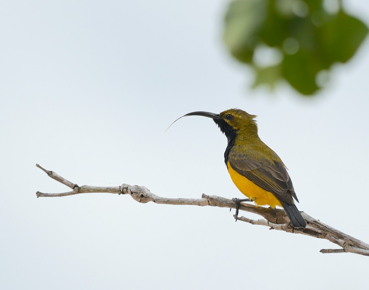 Sahul Sunbird - ML644636257