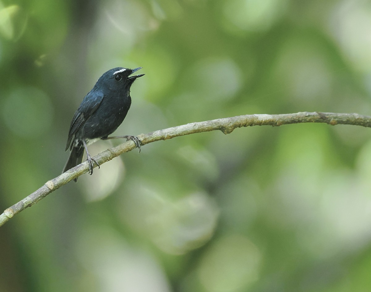 Damar Flycatcher - ML644636259