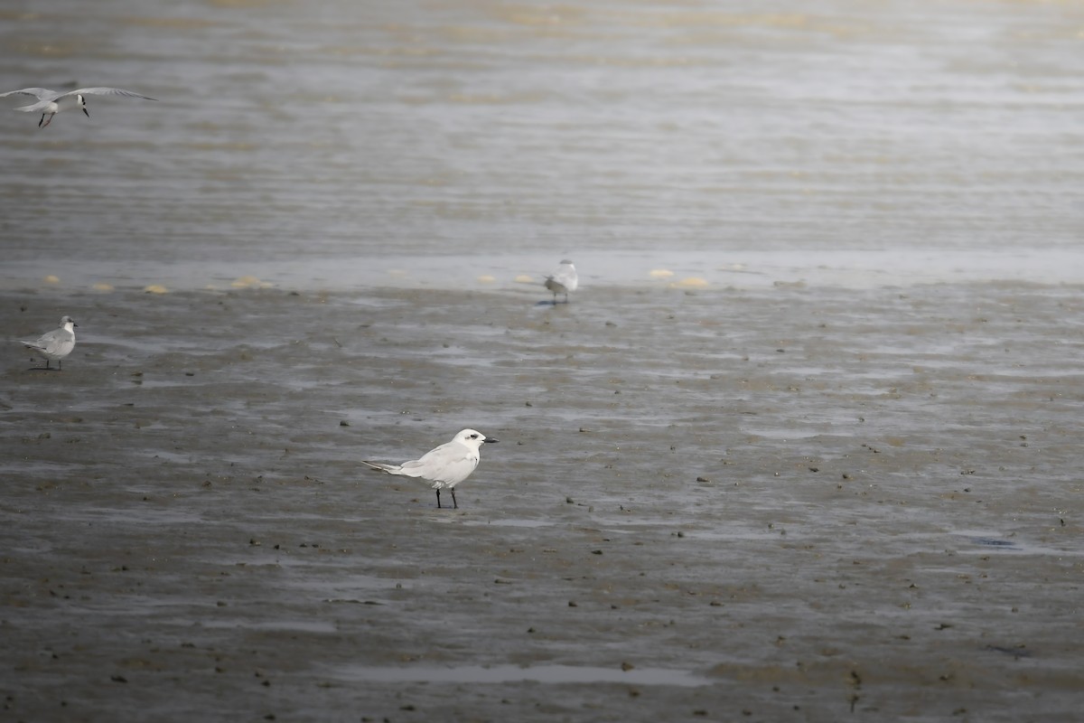 Gull-billed Tern - ML644636261