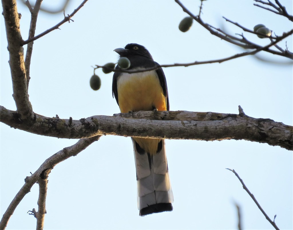 Citreoline Trogon - ML644636262