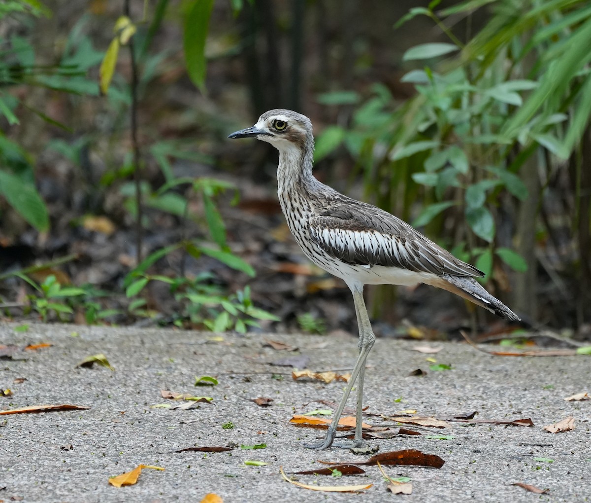 Bush Thick-knee - ML644636265