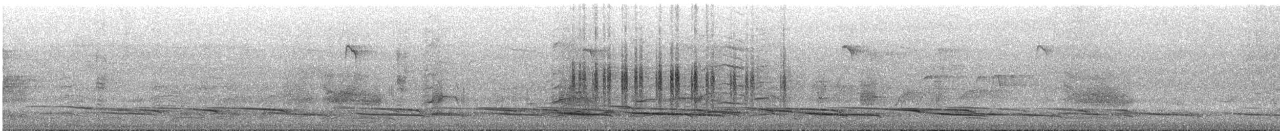 White-winged Chough - ML644636266