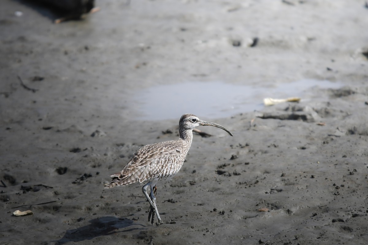 Eurasian Whimbrel - ML644636268