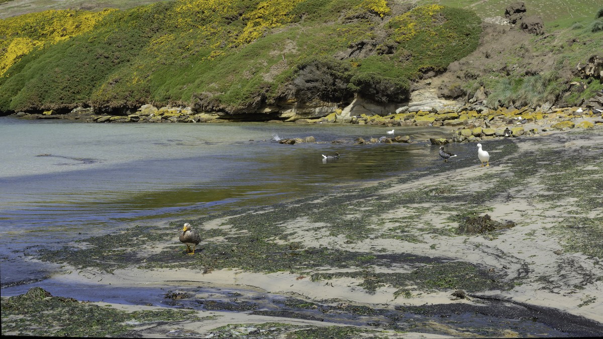 Falkland Steamer-Duck - ML644636273