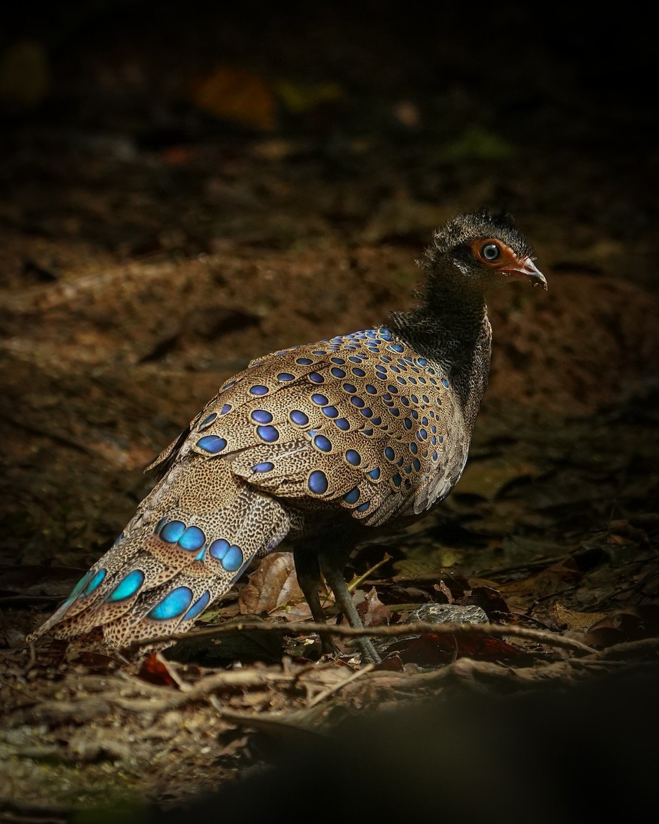 Malayan Peacock-Pheasant - ML644636274