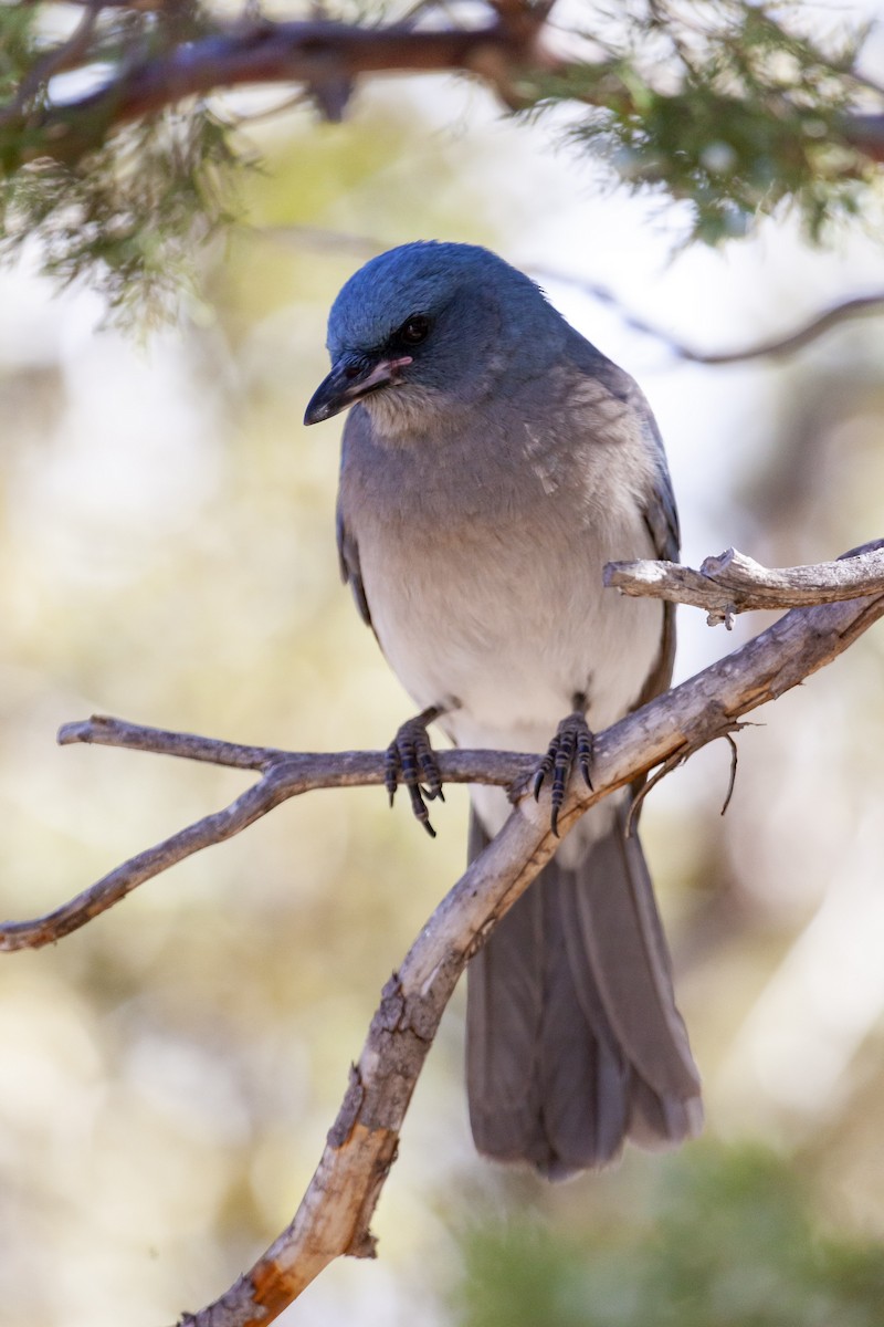 Mexican Jay - ML644636276